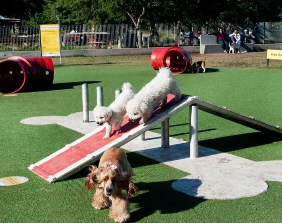 Construirán dos nuevas plazas donde los perritos serán protagonistas 