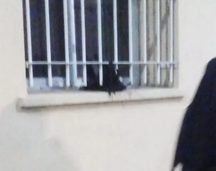 Encontraron una gallina muerta cerca del búnker de un candidato y denuncian magia negra 