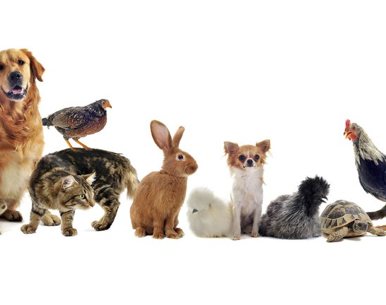 Seleccionaron a los 12 animales mas inteligentes y hay polémica