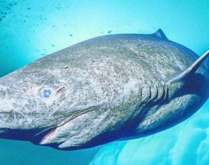 Una rara especie de tiburón fue hallada: podrían vivir hasta 400 años