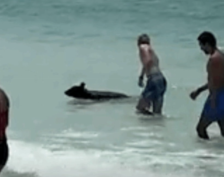 Insólito: un oso negro cachorro apareció en una playa concurrida de Florida y disfrutó del mar