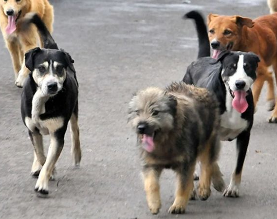 Chau polémica: Ullúm no matará a los perros callejeros