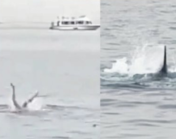 Espeluznante: un tiburón se devoró a un turista