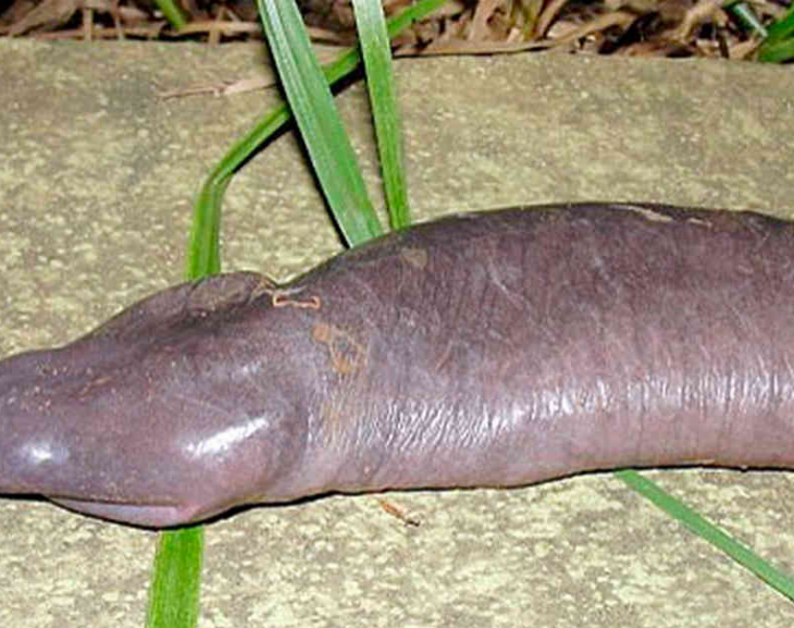 Apareció una gigantesca serpiente "pene" en Estados Unidos