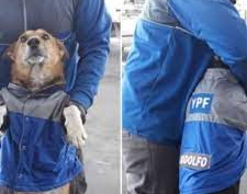 Con "la camiseta puesta": la historia de la perrita callejera que se ganó el corazón de los playeros de una estación de servicio