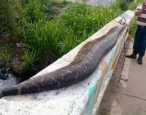 Terror en México: captan a una boa gigante circulando por una ruta