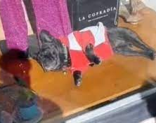 Un perro en una vidriera sanjuanina causó furor en las redes sociales 