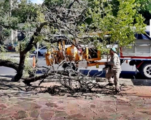Un árbol cayó en una plaza capitalina y casi lastima a una mujer 