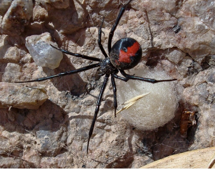 "Para ser Spider-Man": un nene de 8 años se dejó picar por una araña y quedó en terapia intensiva