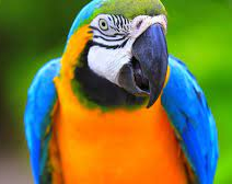 Un Guacamayo se escapó de su hogar y generó sorpresa en los vecinos de su cuadra
