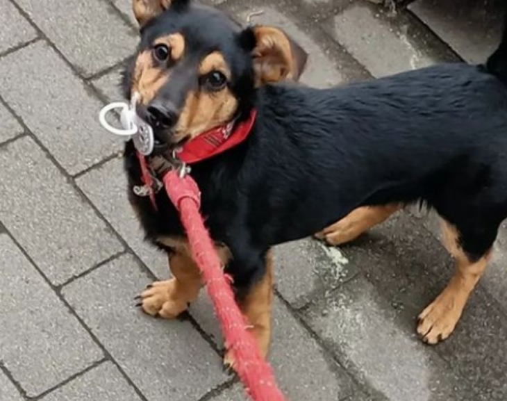 Indignación: como el perro "Coco" no estaba vacunado, amenazan con sacrificarlo