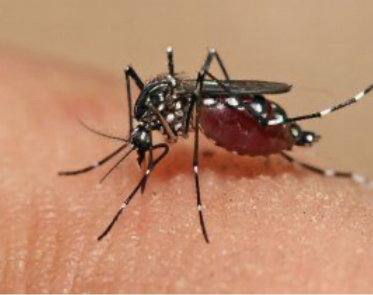Vacunas contra el dengue, ¿cuáles son y qué hay en Argentina?