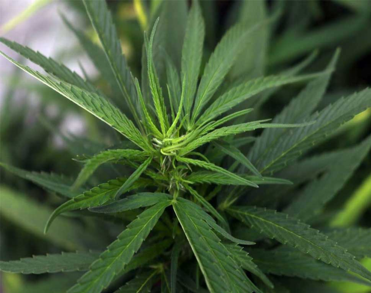 Allanan una casa y encuentran cultivos de  marihuana para la venta
