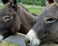 Recataron a nueve burros que iban a ser faenados 