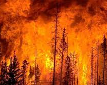 Incendio en Chile: Argentina refuerza su apoyo con bomberos y maquinarias