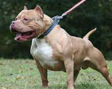 Horror en Jujuy: un pitbull mató a un bebé de 2 años