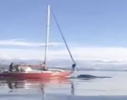 Identificaron al velero que embistió una ballena en el Canal Beagle y ya interviene la Justicia