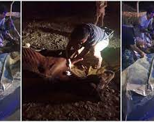 Encontraron a un caballo en estado crítico y tuvieron que sacrificarlo 