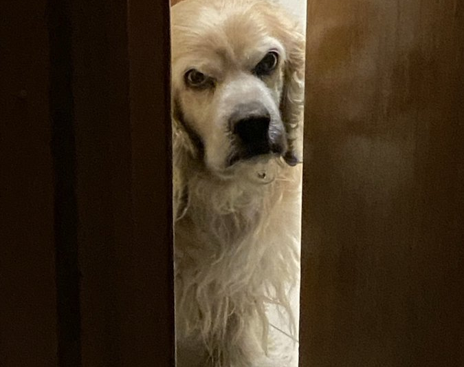 Viral: Su perro hace extraños gestos hacia la cámara y ella cree que esconde un secreto