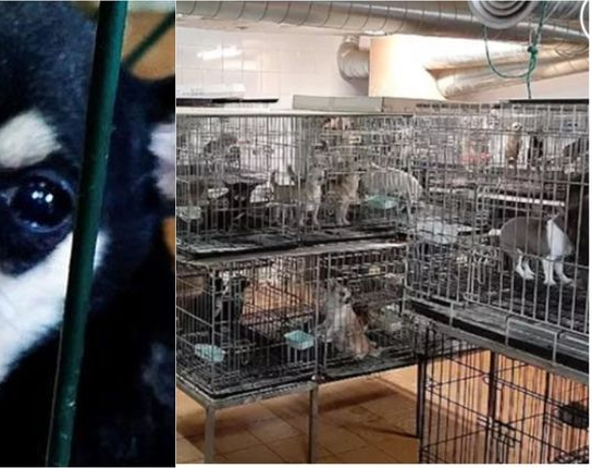 No eran dálmatas pero los rescataron: 133 perros fueron liberados de un criadero ilegal