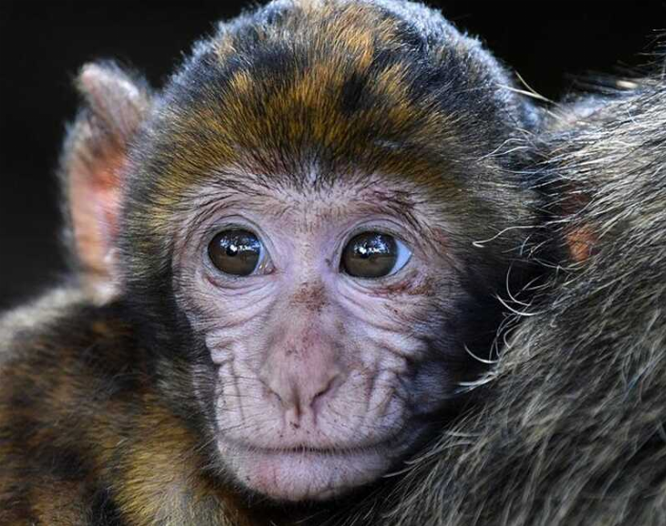 Viruela del mono: investigan el primer caso sospechoso del país 