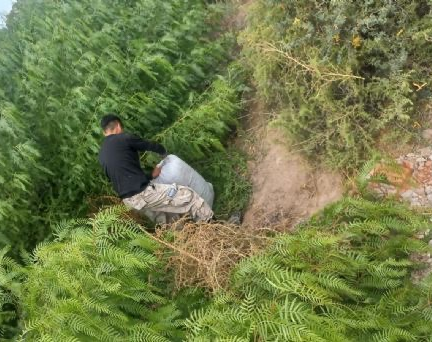 Se robaron dos toneladas de pasas de San Martín y las encontraron en Caucete