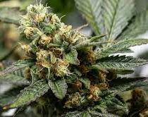 Cayó una pareja que ocultaba cuatro plantas de marihuana 