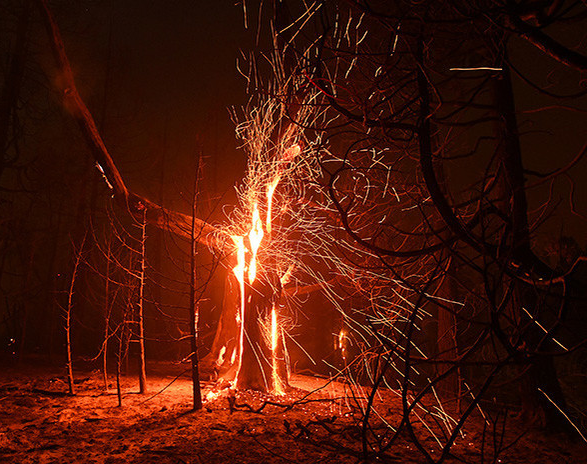 Caucete: un árbol cayó y provocó un incendio