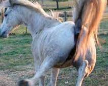 Un caballo pateó a un nene en la cabeza 