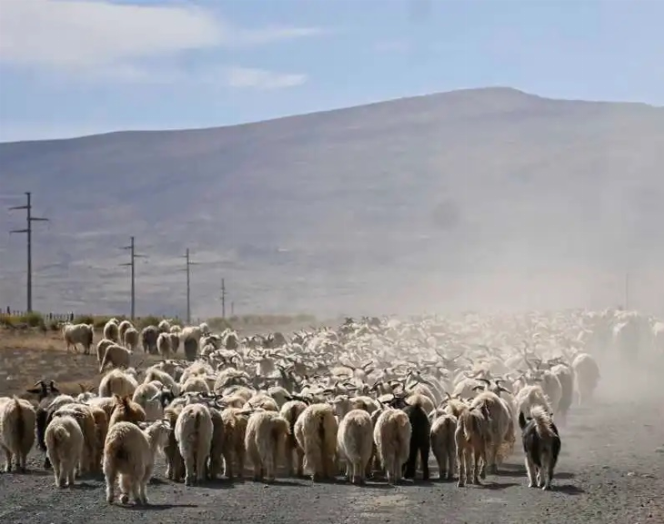 A bordo de su camión, atropelló a 47 chivos, un perro, un caballo y se fugó