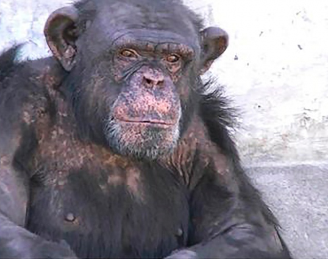 Presentaron un habeas corpus para la liberación de un chimpancé alojado en un zoológico