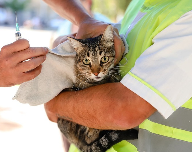 Capital continúa con la campaña de vacunación de mascotas en Concepción