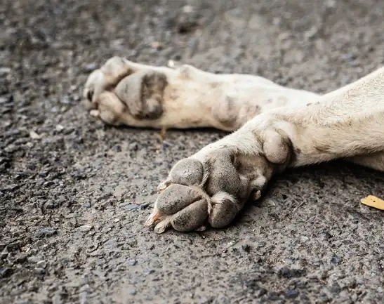 Encontraron 40 perros muertos en una ruta en Brasil y buscan explicaciones