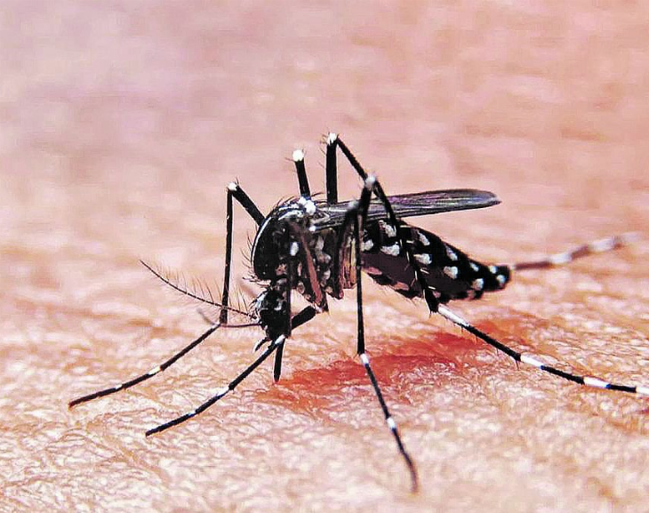 Preocupación: confirman 8.000 casos de dengue y 500 de chikungunya