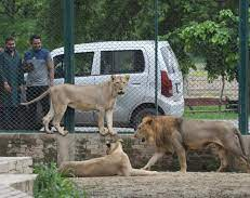 Insólito: zoológico de Pakistán subasta a sus leones