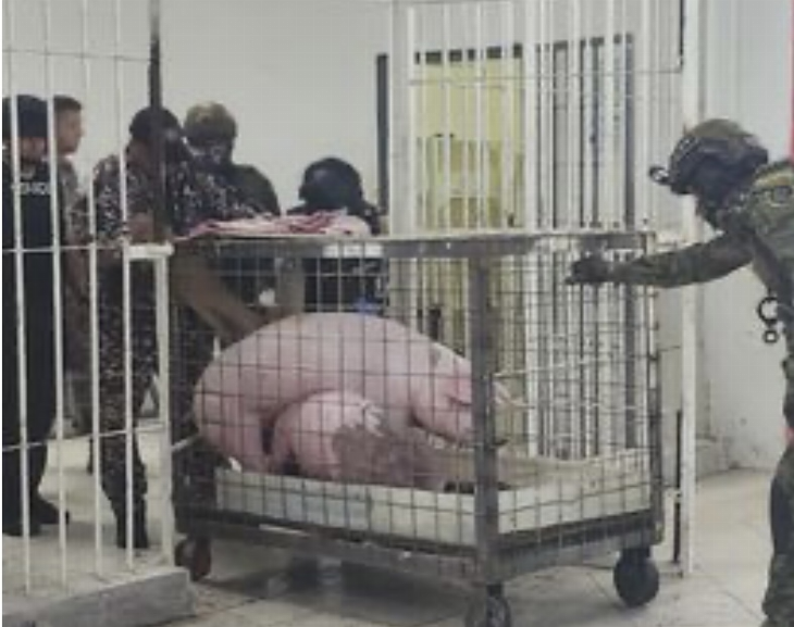 Gallos de pelea y cerdos, el insólito hallazgo en una cárcel de Ecuador