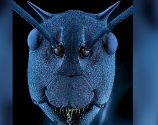 El verdadero rostro de una hormiga, una foto de derriba mitos