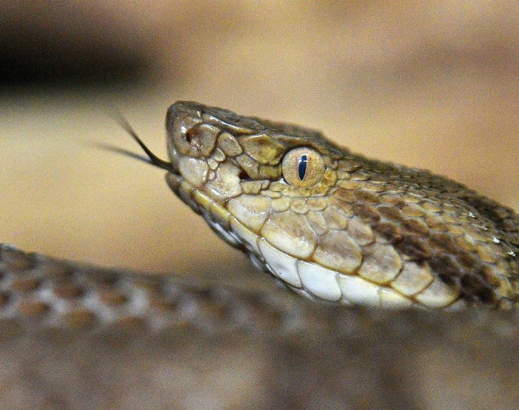 El veneno de una serpiente sudamericana es capaz de inhibir la reproducción del COVID-19