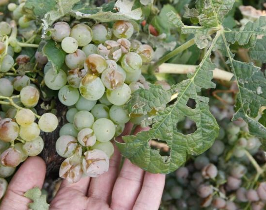 Producción analiza cultivos afectados por el fuerte granizo