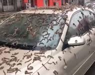 Lluvia de gusanos en China, las impactantes imágenes se viralizaron en redes sociales