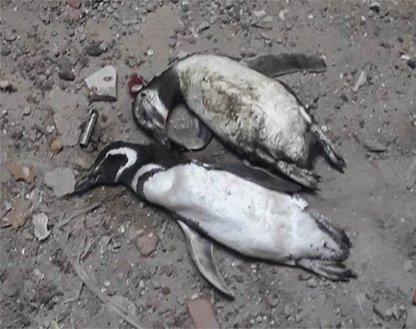 Más 800 pingüinos aparecieron muertos en Uruguay