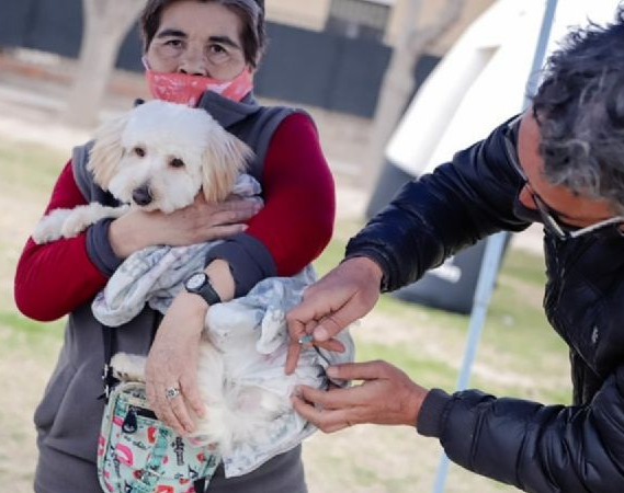 Camapaña de vacunación y desparacitación de animales en Rivadavia 