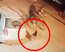 Circulaba en bicicleta por la calle, un perro le ladró, sacó un arma y lo mató de un tiro