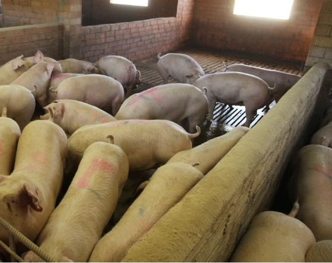 9 de julio: 10 animales murieron en el incendio de una finca