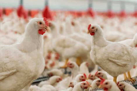 Gripe aviar: Francia sacrifica 16 millones de aves de corral