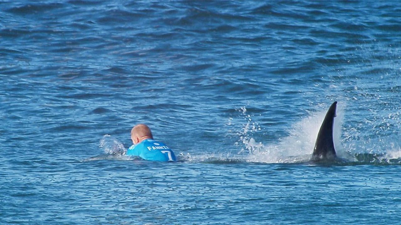 Un surfista murió por el ataque de un tiburón blanco en una playa de California
