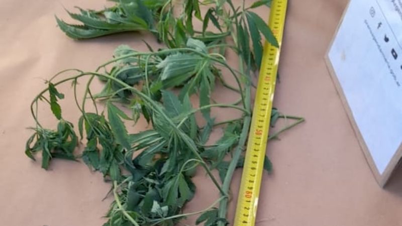 Operativo: encontraron 18 plantas de marihuana en una casa