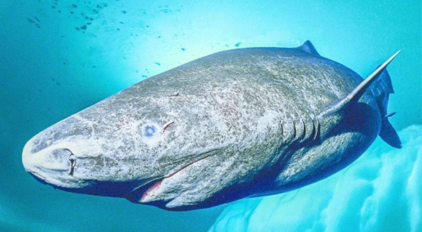 Una rara especie de tiburón fue hallada: podrían vivir hasta 400 años