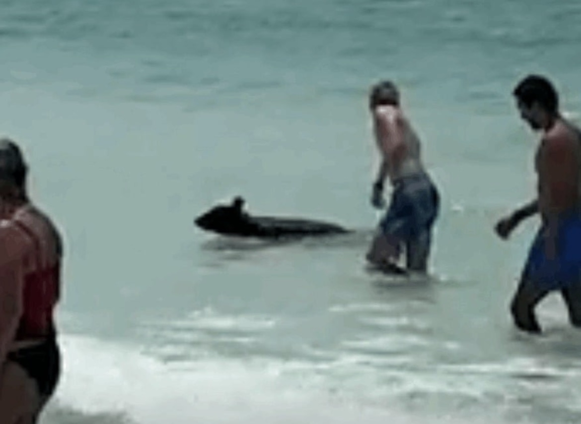 Insólito: un oso negro cachorro apareció en una playa concurrida de Florida y disfrutó del mar