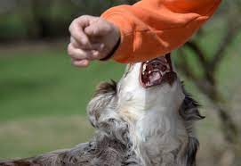 Un nene fue atacado por un perro y debió ser internado